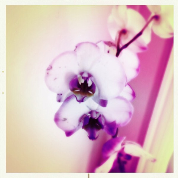 Orchid